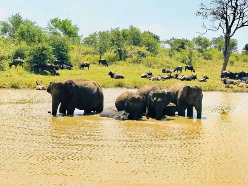 Udawalawe National Park Safari Tour - An In-Depth Look at the Udawalawe Safari Experience