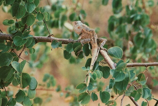 Udawalawe National Park Safari Tour - What to Expect at Each Stop: A Detailed Breakdown