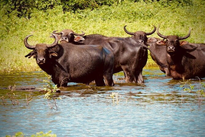 Udawalawe National Park Safari Tour - Authenticity & Why This Tour Gets Rave Reviews
