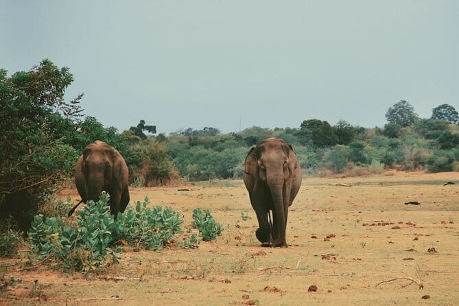 Udawalawe National Park Safari Tour - Authentic Experiences from Real Travelers  