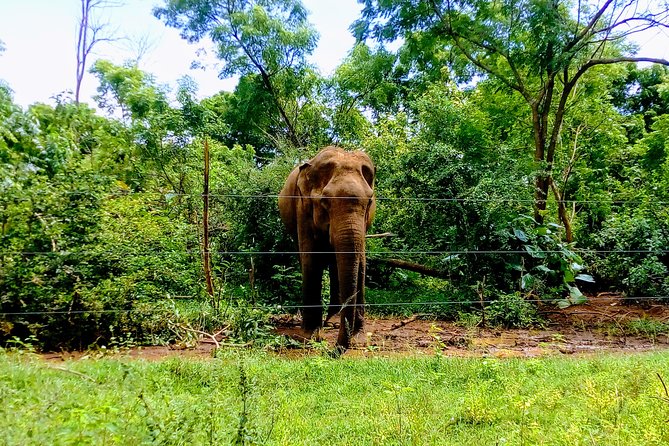 Udawalawe National Park Safari Tour - Private & Customize Tour - Tour Details and Booking