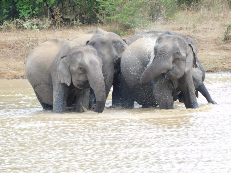 Udawalawe National Park Safari Tour With Natural Beauty - Good To Know
