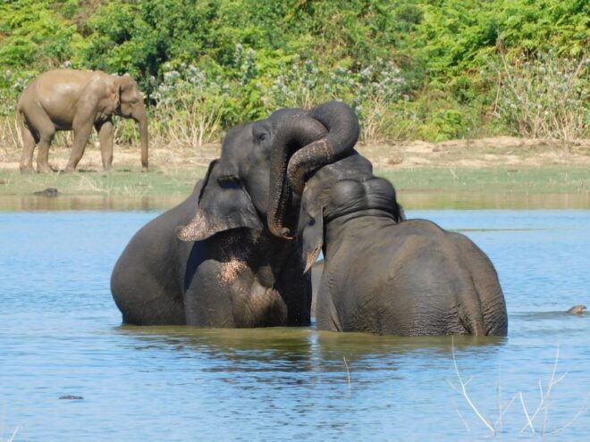 Udawalawe National Park Safari Tour With Natural Beauty - Transportation and Pickup Details