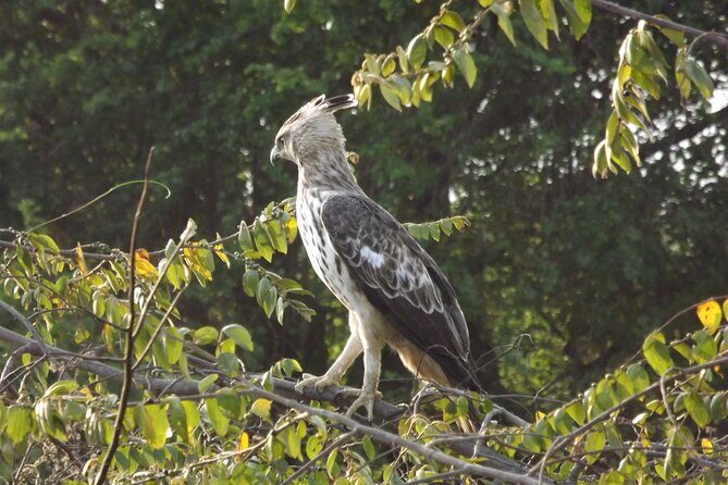 Udawalawe National Park Safari Tours - Good To Know