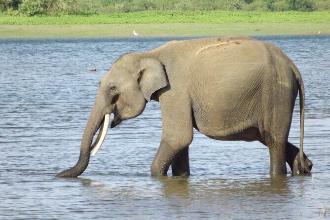 Udawalawe National Park Safari Tours - Pricing, Value, and Booking