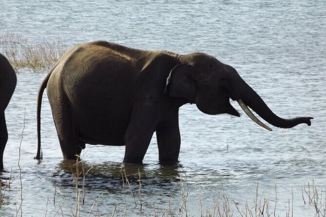 Udawalawe National Park Safari Tours - Who Should Consider This Tour?