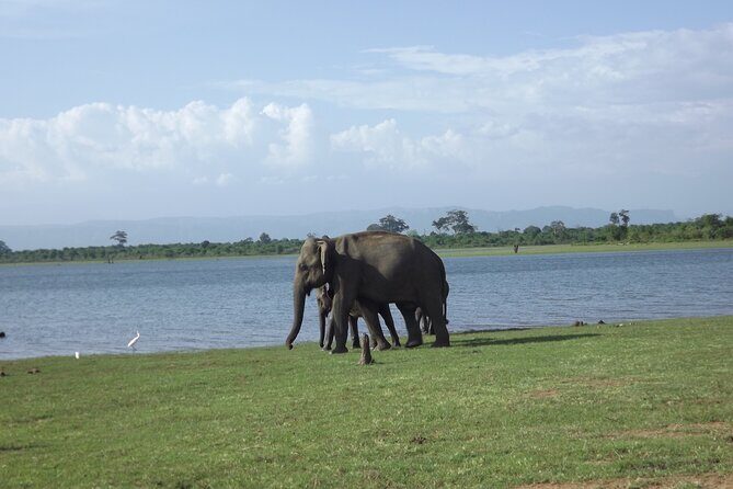 Udawalawe National Park Safari Tours - FAQ