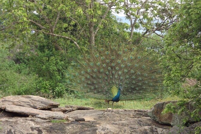 Udawalawe National Park Safari Tours - Why Choose the Udawalawe National Park Safari?