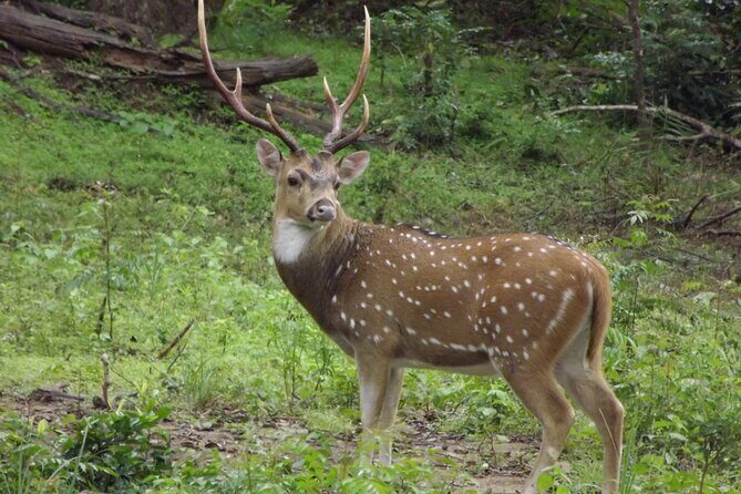 Udawalawe National Park Safari Tours - What Reviewers Say About the Experience