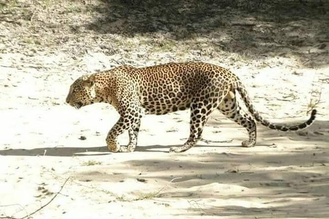 Udawalawe National Park Safari Trip from Ella - Who Should Book This Tour?