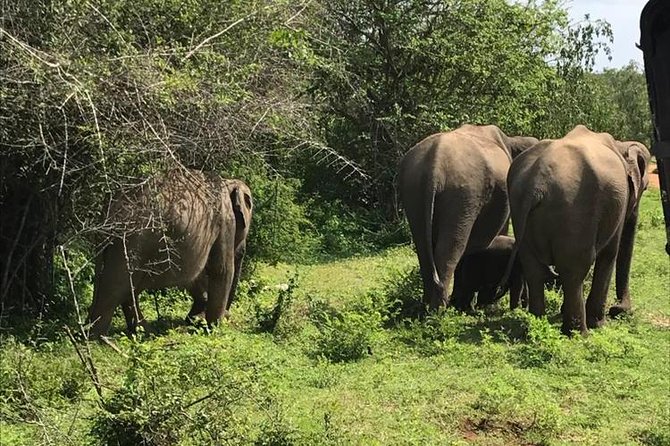 Udawalawe National Park Safari Trip From Ella - Cancellation Policy