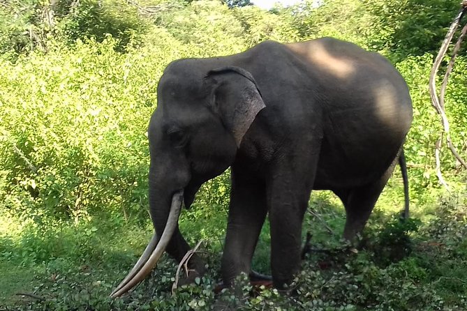 Udawalawe National Park Safari Trip From Ella - Reviews and Ratings