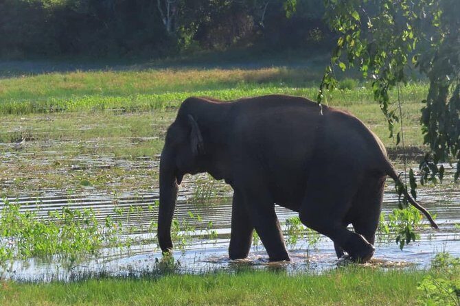 Udawalawe National Park Safari trip from Galle/Mirissa/Ella - Good To Know