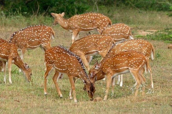 Udawalawe National Park Safari trip from Galle/Mirissa/Ella - The Sum Up
