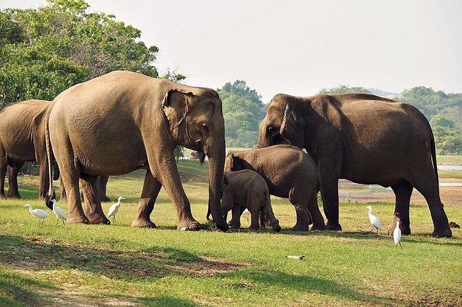 Udawalawe National Park Safari trip from Galle/Mirissa/Ella - FAQ