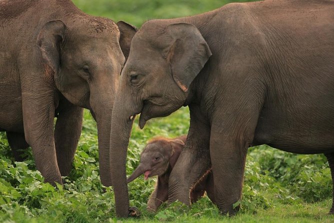 Udawalawe National Park Safari With Elephant Transit Home Visit - Additional Info