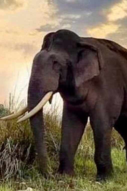 Udawalawe National Park: Safari with Experienced Driver - FAQ