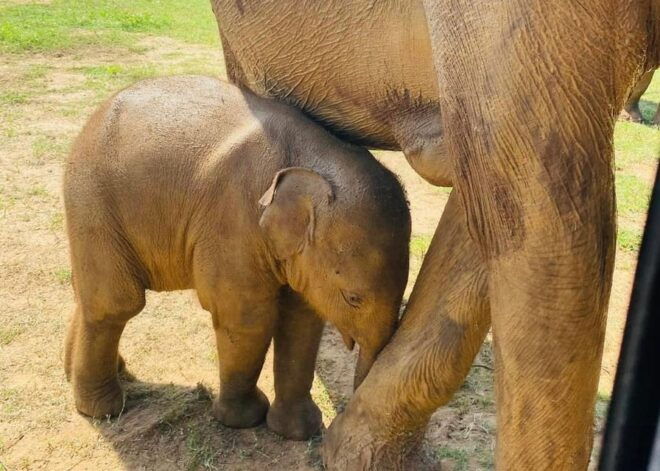 Udawalawe National Park: Safari With Experienced Driver - Comfort and Amenities