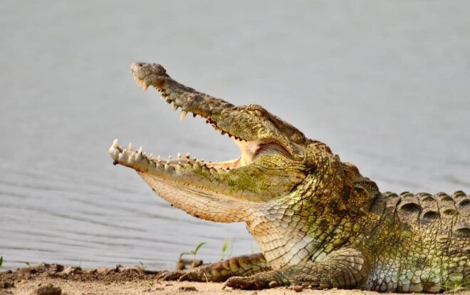 Udawalawe National Park: Safari With Experienced Driver - Important Considerations