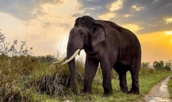 Udawalawe National Park: Safari With Experienced Driver - Customer Feedback