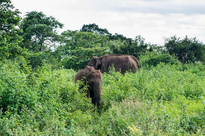 Udawalawe National Park Safari With Naturalist - Pricing and Booking