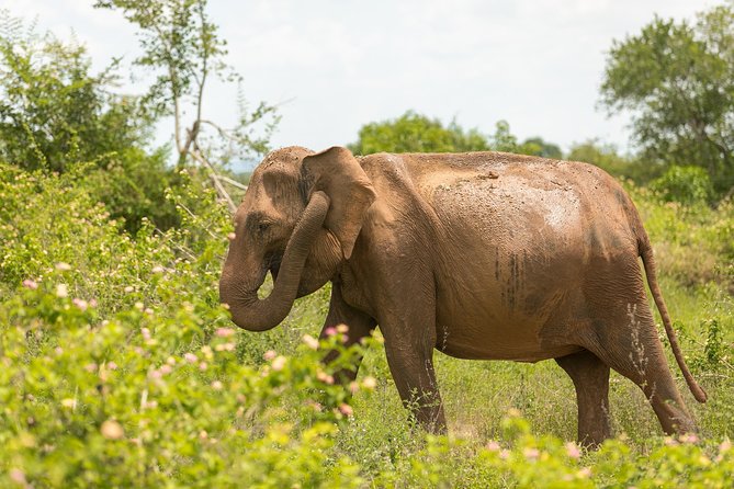 Udawalawe National Park Safari With Naturalist - Expectations and Requirements