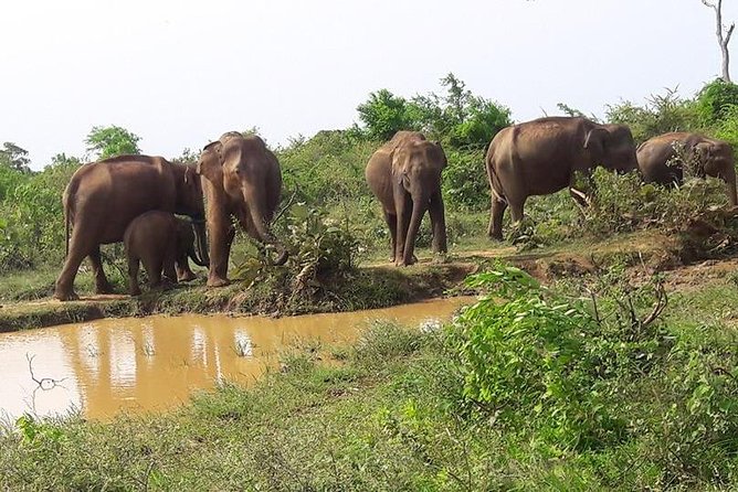 Udawalawe National Park Safari With Naturalist - The Sum Up