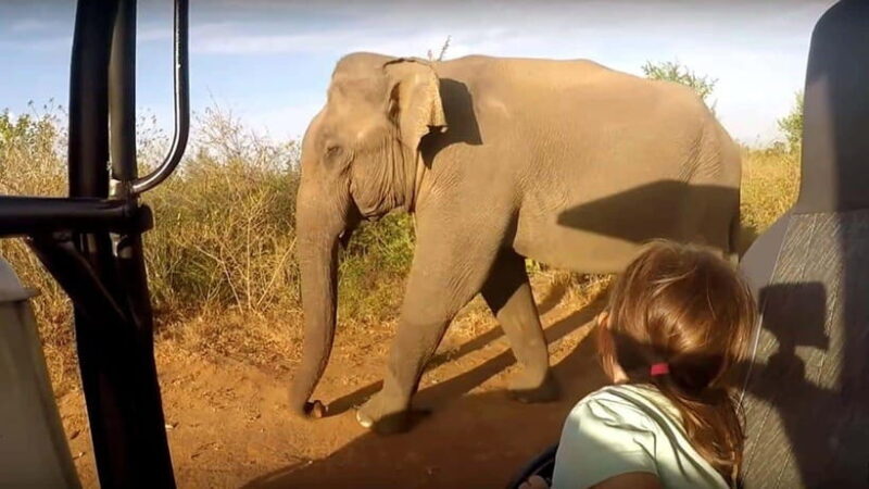 "Udawalawe National Park Safari with Pickup & Drop-off" - Cancellation and Booking Flexibility