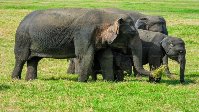 "Udawalawe National Park Safari with Pickup & Drop-off" - What to Expect from Your Udawalawe Safari