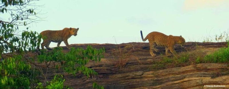 "Udawalawe National Park Safari with Pickup & Drop-off" - FAQs