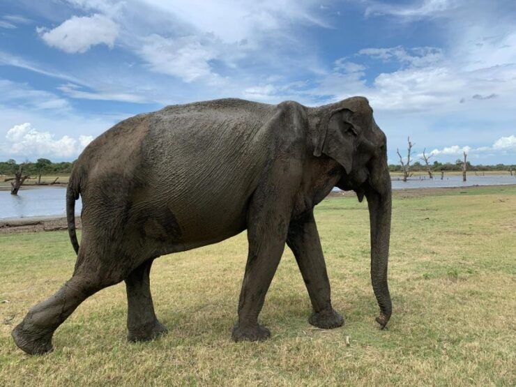 Udawalawe National Park Wildlife Safari From Bentota - Safari Itinerary and Highlights