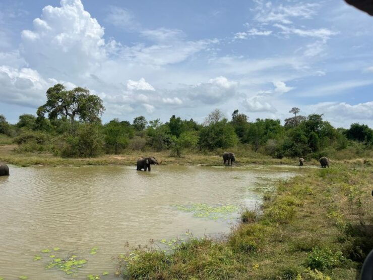 Udawalawe National Park Wildlife Safari From Galle - Safari Duration and Booking Information