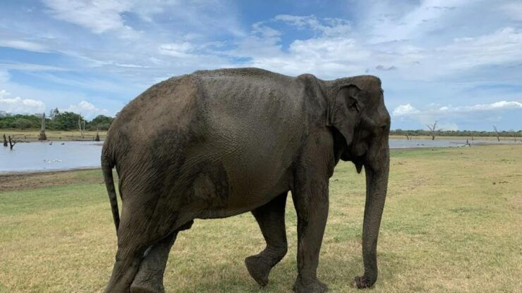 Udawalawe National Park Wildlife Safari From Hambantota - Booking Details and Flexibility