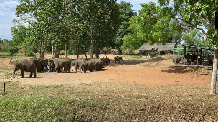 Udawalawe National Park Wildlife Safari From Kaluthara - Abundant Elephant Population