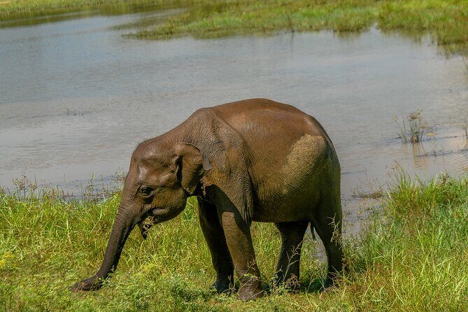 Udawalawe National Park Wildlife Safari Tours - FAQ