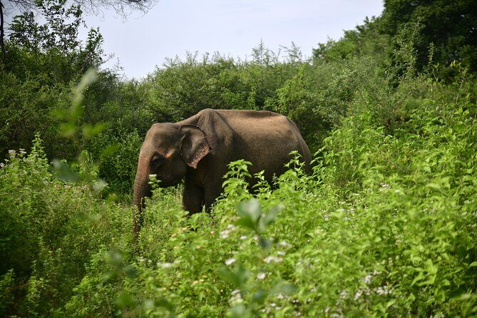 Udawalawe National Park Wildlife Safari Tours - Good To Know