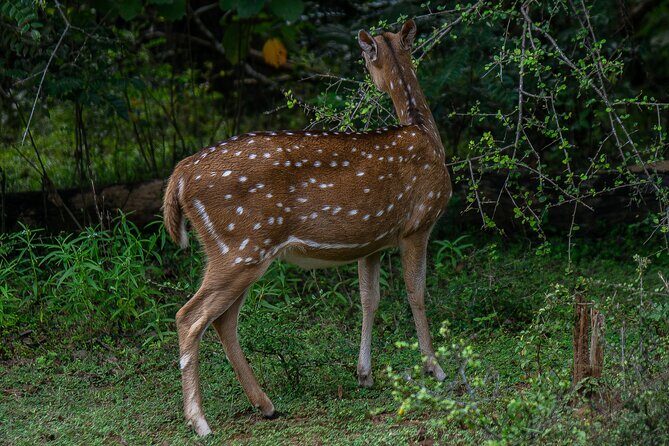 Udawalawe National Park Wildlife Safari Tours - An In-Depth Look at the Udawalawe Safari Experience