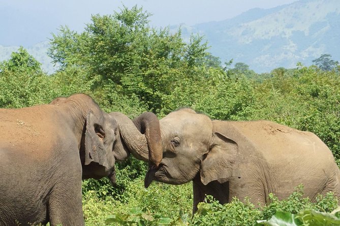 Udawalawe National Park With Elephant Transit Home From Colombo - Frequently Asked Questions