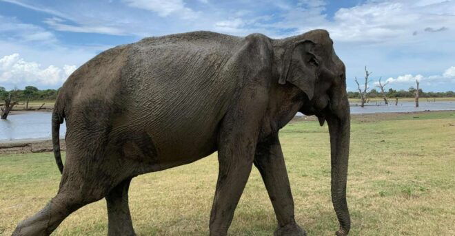 Udawalawe National Park With Safari Jeep & Entrance Ticket - Ticket Information