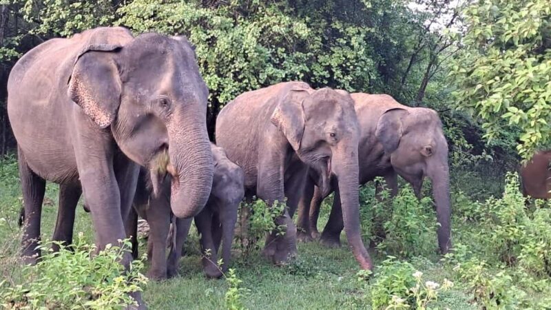 Udawalawe: Private Safari with Picnic and Hotel Pickup - What Makes This Tour Stand Out?