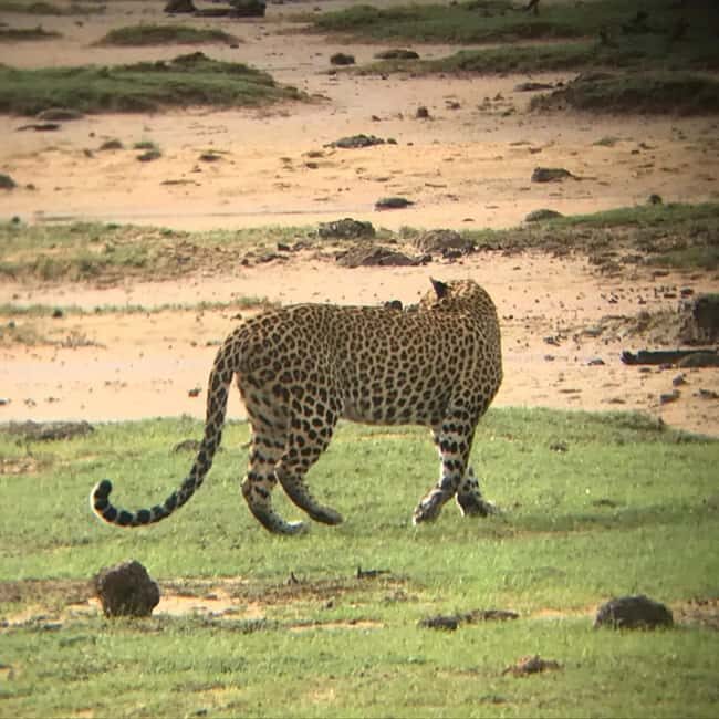 Udawalawe: Private Safari with Picnic and Hotel Pickup - Final Thoughts