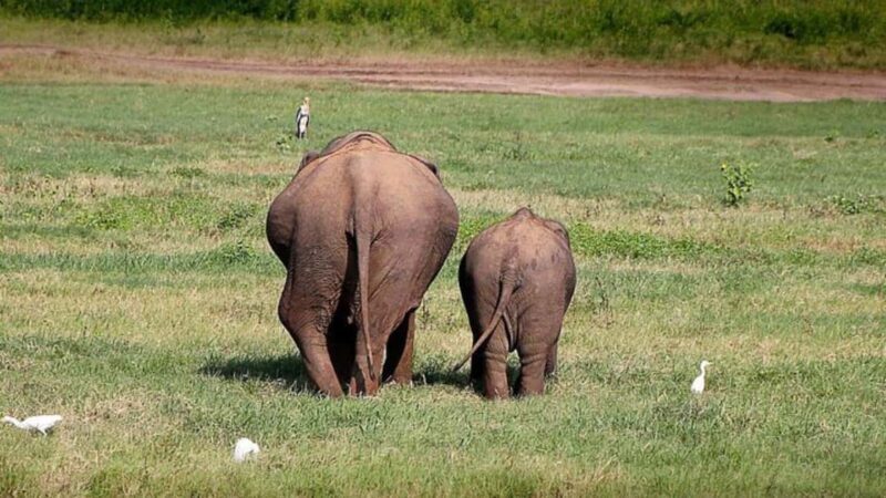 Udawalawe: Private Safari with Picnic and Hotel Pickup - Why This Tour Is a Great Choice