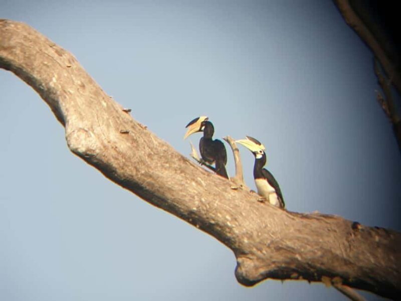 Udawalawe: Private Safari with Picnic and Hotel Pickup - The Sum Up