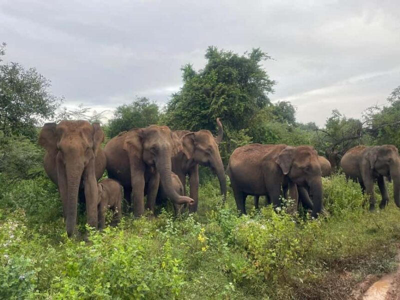 Udawalawe: Private Safari with Picnic and Hotel Pickup - FAQ