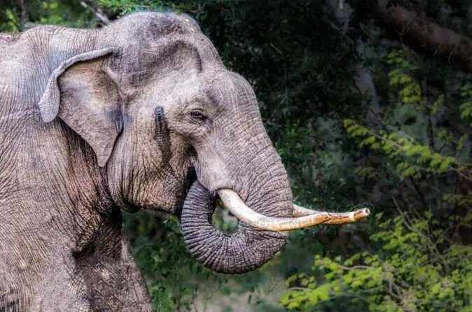 Udawalawe Safari - FAQ