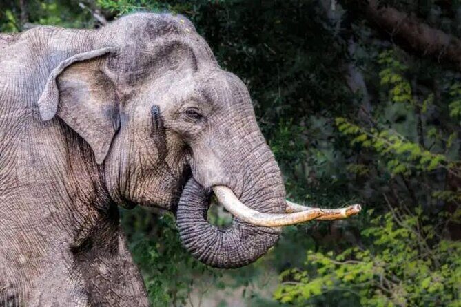 Udawalawe Safari - Diving into the Details of Udawalawe Safari
