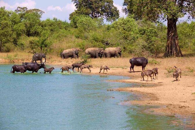 Udawalawe Safari Adventure - What to Expect from the Udawalawe Safari Adventure