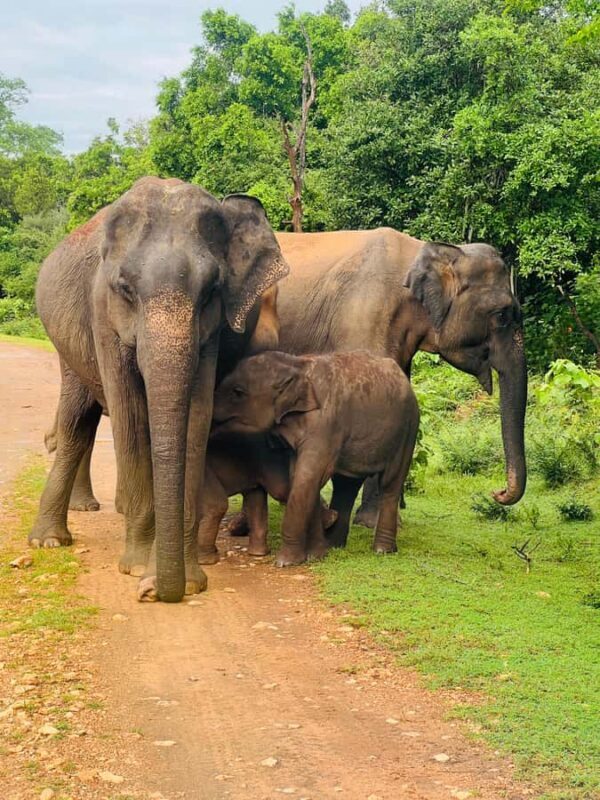 Udawalawe Safari All Inclusive Park Entrance, Jeep & Meals - Pricing and Value