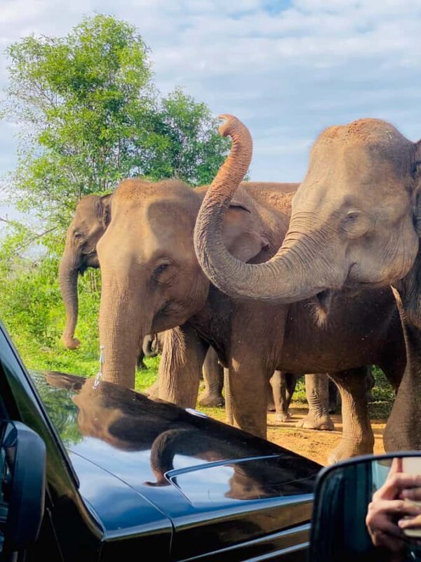 Udawalawe Safari All Inclusive Park Entrance, Jeep & Meals - Good To Know