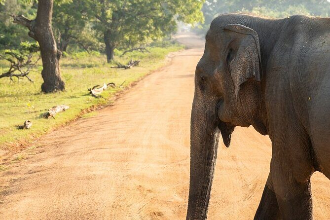 Udawalawe Safari and Authentic Sri Lankan Village Experience - Good To Know
